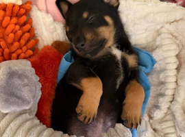 Buddy