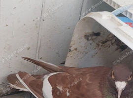 White and coco mix mulumans  chick's fly perfectly