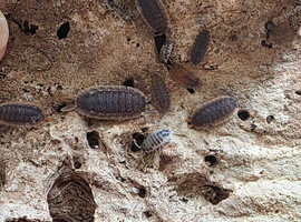 Free isopod colony in 3L braplast tub - collection only