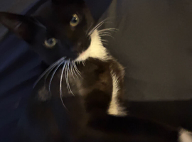 Male tuxedo playful cat