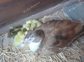 Muscovy ducklings