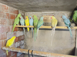 Ringnecks