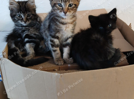 3 Kittens ready now 2 Tabby Female 1 Black Male