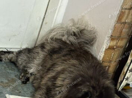 Blue Merle Chowchow siblings