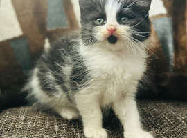 Turkish Angora mixed Kittens available