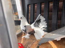 Pigeon