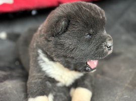 Quality KC registered American Akita Puppies