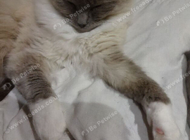 Ragdoll Blue Mitted Female