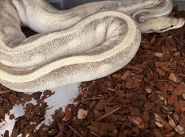 Mystic Potion Gravel G-Stripe