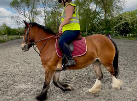 14.1 Bay rising 5 yr old solid cob mare