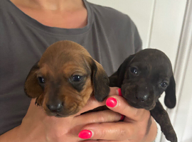 7 beautiful unique dachshund puppies