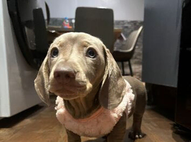 Mini dachshund blue lilac 10 week