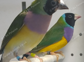 Gouldian Finch Pair For Sale.