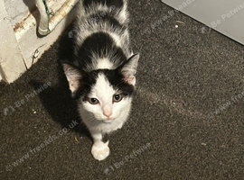 Male Kittens 15wks old