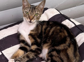 FEMALE KITTEN NEEDS LOVING HOME
