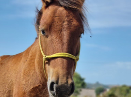 Lovely Little Gelding 8.3hh 5yo