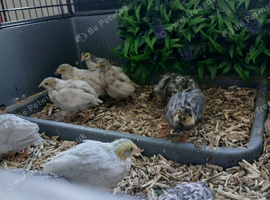 4 week old chicks