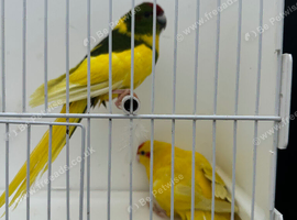 Kakariki