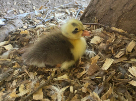 Indian runner plus cayuga duck pairs lincolnshire