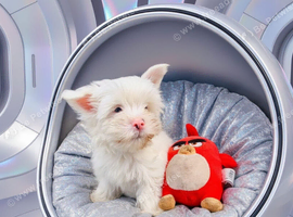 Tiny Yorkie Pom Boy &ndash; Looking for His Forever Home