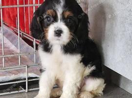 Cavalier puppies