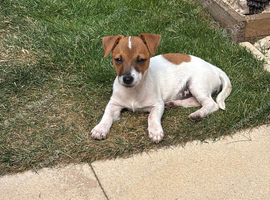 Jack Russel puppy