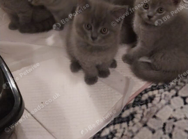Full pedigree British Shorthair kittens for sale