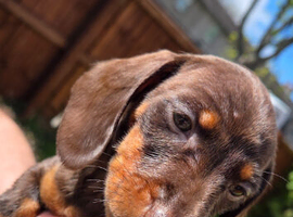 Daschund puppies