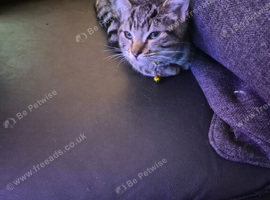 New pics bengal armarican shorthair x regdoll kittens