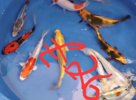 High Grade koi from &pound;5 Each