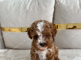 Cavapoo F1