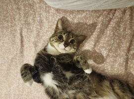 Tabby cat