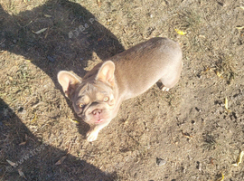 Female French Bulldog