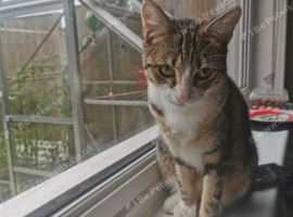 Tabby