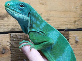 Fiji Iguana - Brachylophus bulabula