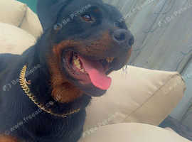 Handsome Rottweiler Stud - Hugo