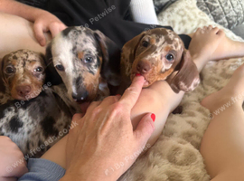 Miniature dachshund