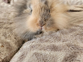 Baby lionhead doe