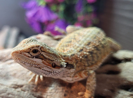 Stunning beardy