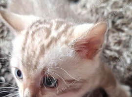 Bengal Kittens