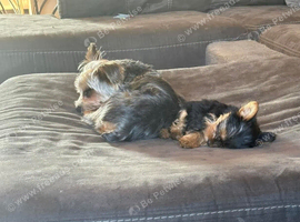 Three beautiful Yorkshire terrier puppies