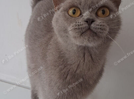 Stunning Bella looking for a loving home.