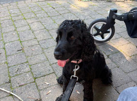Female Show Cocker Spaniel