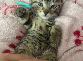 Pure Canadian x tabby/bengal