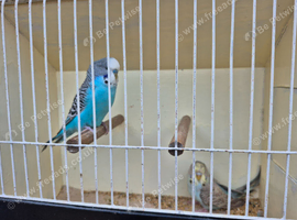 Pretty budgies available for new homes.