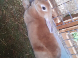 Baby rex rabbits