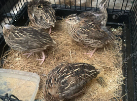 egg laying couternix quails male and female