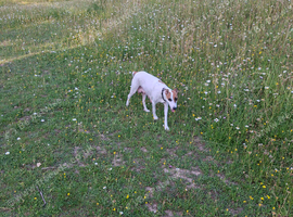 Jack Russell whippet x golden doodle