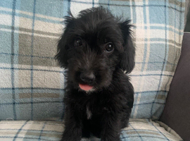 Whippet poodle