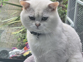British shorthair silver tip